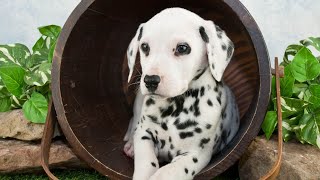 Training Your Dalmatian for Competitive Agility Courses
