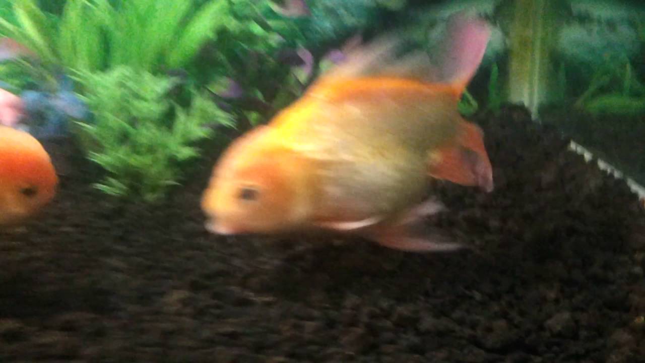 Goyang Ikan Mas YouTube