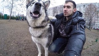 МАЛАМУТ ПОЕТ \ НОСТАЛЬГИЯ У СОБАКИ МАЛАМУТ ПОЕТ \ НОСТАЛЬГИЯ У СОБАКИ
