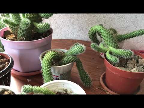 Video: Kaktusi, Rod Mammillaria, Neke Vrste - 2