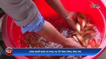 (TTV) Làng nghề nuôi cá phục vụ tết ông Công, ông Táo