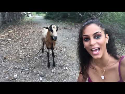 Ozzy Man Reviews: Goats