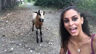 What's the deal with goats?