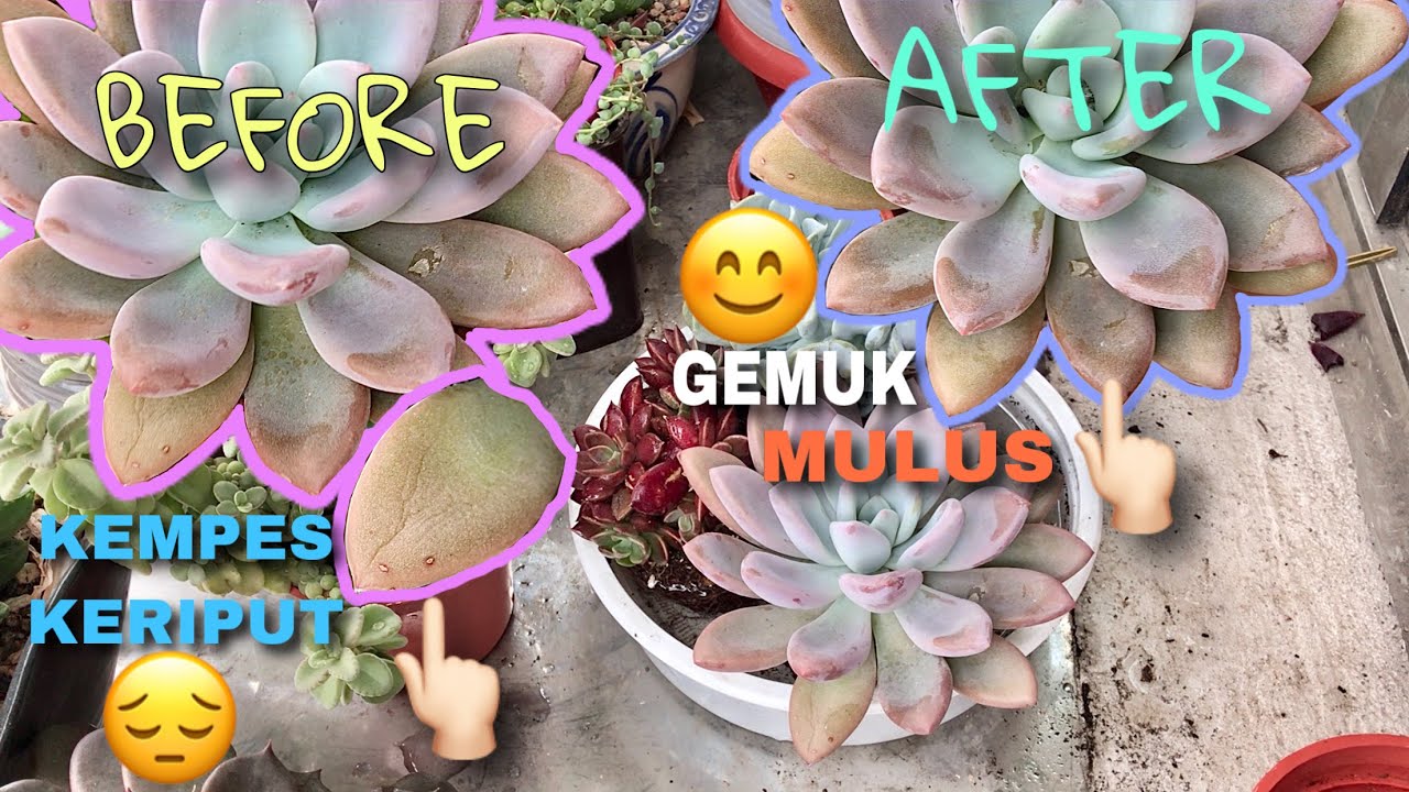 Cara merawat sukulen kempes keriput #TerapiAir |succulent care #