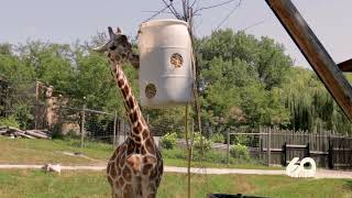 Preparing the Giraffe Yard @BlankParkZooDesMoines