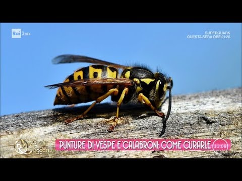 Video: Calabroni: Predatori Tra Gli Insetti