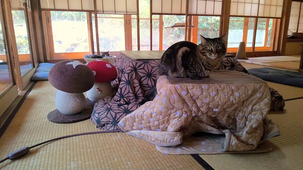 垂れ流し配信‗昼‗20260304