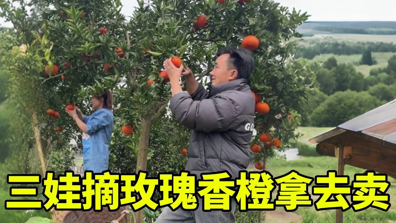 地里的玫瑰香橙又大又红，三娃摘200多斤摆摊，看能卖多少钱？！【我是徐三娃】
