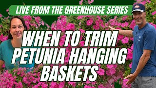 When to Trim Petunia Hanging Baskets  Why & How  Live from the Greenhouse series