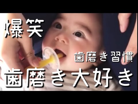 赤ちゃんの歯磨き習慣《歯磨き大好きっ子》