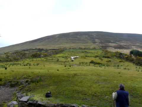 shepherd-with-border-collies-in-ireland-#1