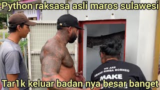 Download Lagu GAK KUAT ULAR PYTHON RAKSASA ASLI DARI SULAWESI DI KELUARIN TARZAN AMERICA SAMPAI TUMB4NG KE TANAH MP3