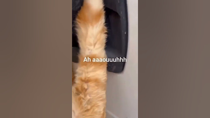 arabanın dikiz aynasını eli sıkışan kedi yardım diyerek mi yağlıyor sonra Sağ ol diyor