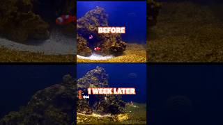 The Benefits of Adding Copepods to Your Reef Tank EARLY! screenshot 2