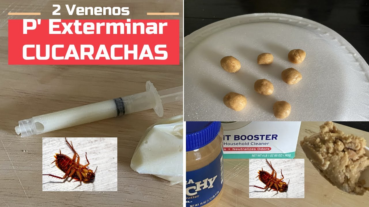 Veneno Para Exterminar Cucarachas, 2 Recetas! 2 Ingredientes! - YouTube