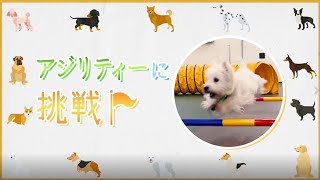 「愛犬と楽しむ！？ドッグスポーツに挑戦してみよう！」の動画サムネイル