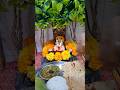 #shreeswamisamarth #swamisamarthamajhiaai #viral #devotionalshorts #swami #akkalkot