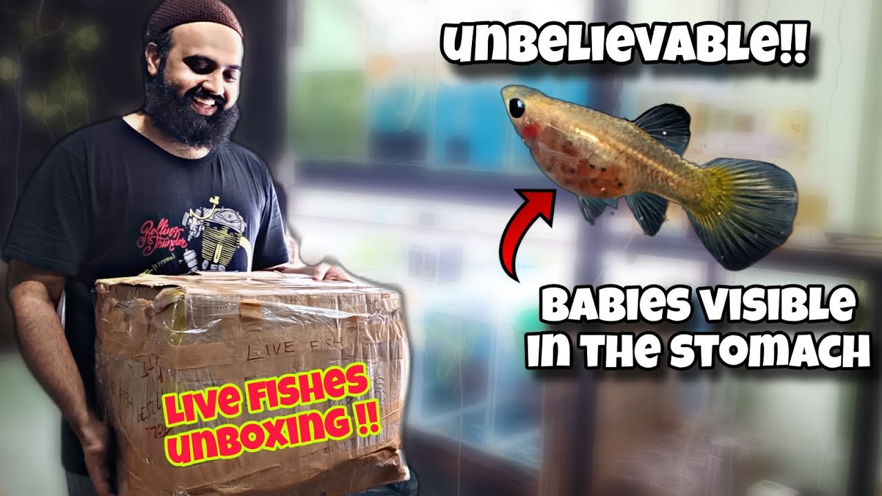 S2 AQUATICS stock update | Exotic Guppies | L series pleco | Live food for fishes