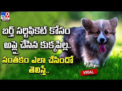 Puppy signs its birth certificate with paw prints | #viralvideo @TV9TeluguDigital