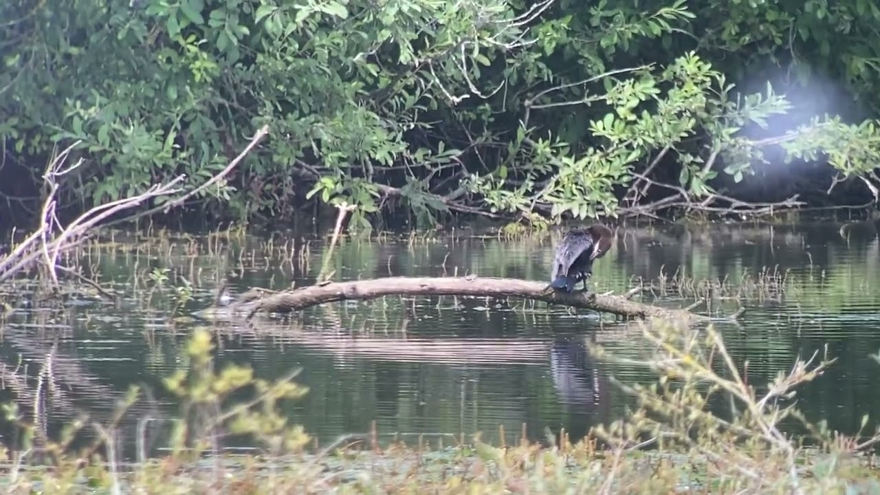Pygmy Cormorant, Pagney 24/7/2025