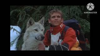 All Wolf Howling Cartoon Compilation