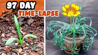 Growing Gazania From Seed To Flowers Time Lapse (97 Days) Resimi