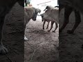 Dogs Grab Crabs