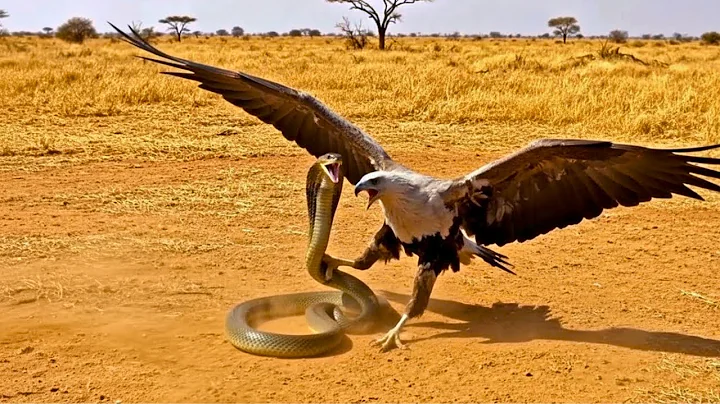 Secretary Bird vs Cobra : Savanna’s Fiercest Snake Fight !