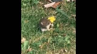 cat kissing a mouse