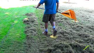 Example of Seattle August Lawn Thatching for September Overseeding