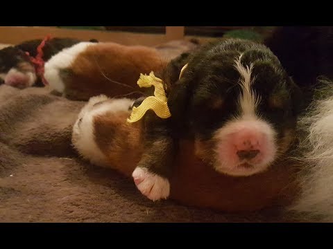veterinary surgery Bernese Mt Dog Mother Regurgitates to Wean and Feed Her Puppies