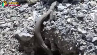 Ağrının Diyadin ilçesinde, nadir görülen ve ergenek yılana benzer bir yılan görüntülendi.