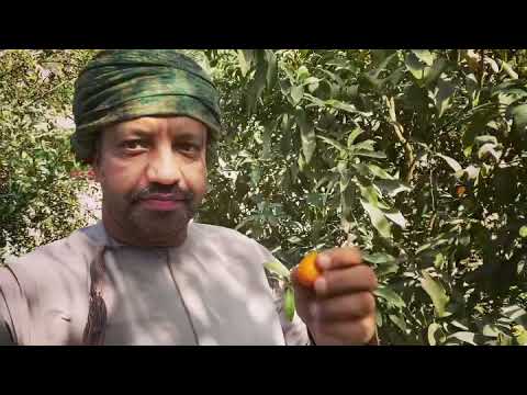      شجرة كومكوات برتقال ياباني في بركاء عمان