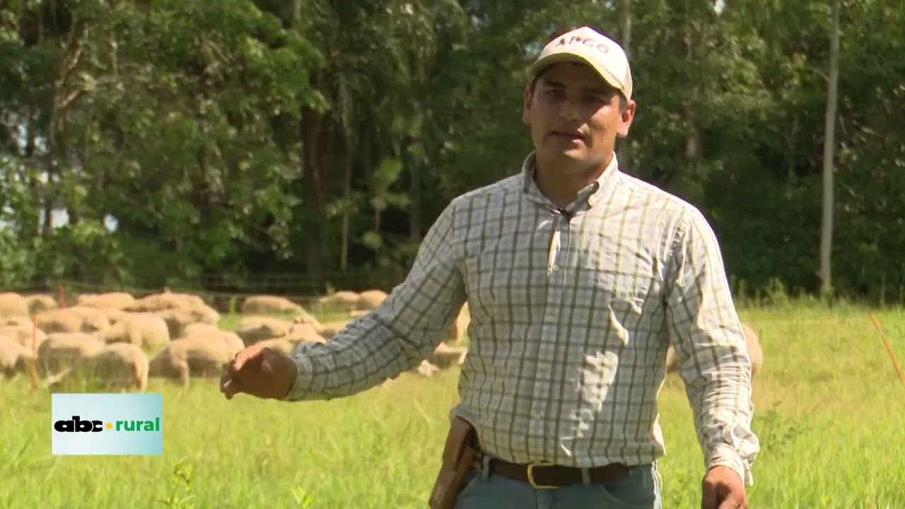 Crían 350 ovinos en 3 hectáreas, con un pastoreo rotativo ultraintensivo