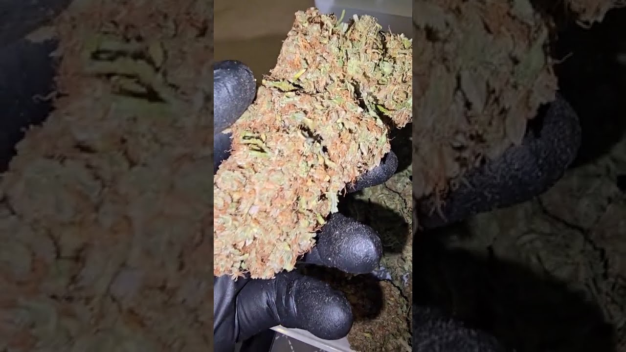 💥 Opium by Divine Seeds  