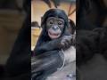 Too Cute! Baby Bonobo Daisy at 4 Months