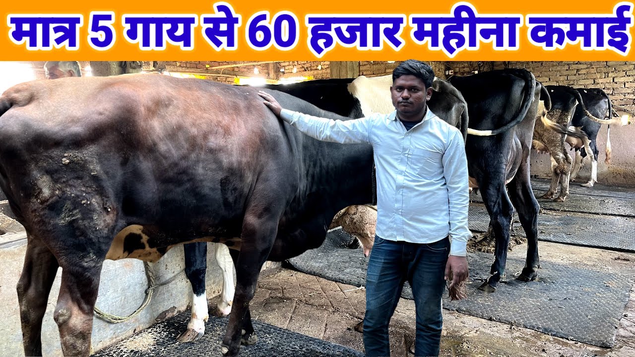 मात्र 5 गाय से 60 से 80 हजार महीना कमाई | small dairy farm business plan 