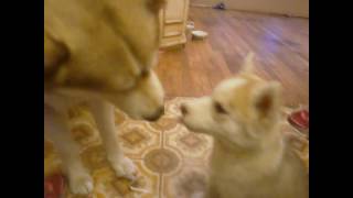 8 Week Old Siberian Husky Puppy Shares Sweet Lady And The Tramp Moments With His Dad Memphis! by TWINPOSSIBLE House of HUSKIES 11,757 views 7 years ago 45 seconds