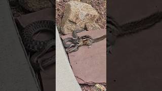 Chipmunk attack snake