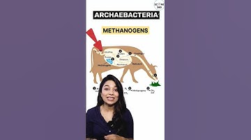 NEET 2024 💯 Archaebacteria in 30 seconds | Biological Classification class 11 | NCERT Quick revision