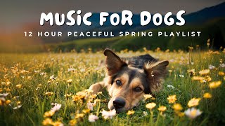 Celebrity 🌸 12 Hours of Springtime Nature for Dogs | 🎶 Peaceful Music & Calming Seasonal Vibes Wealth