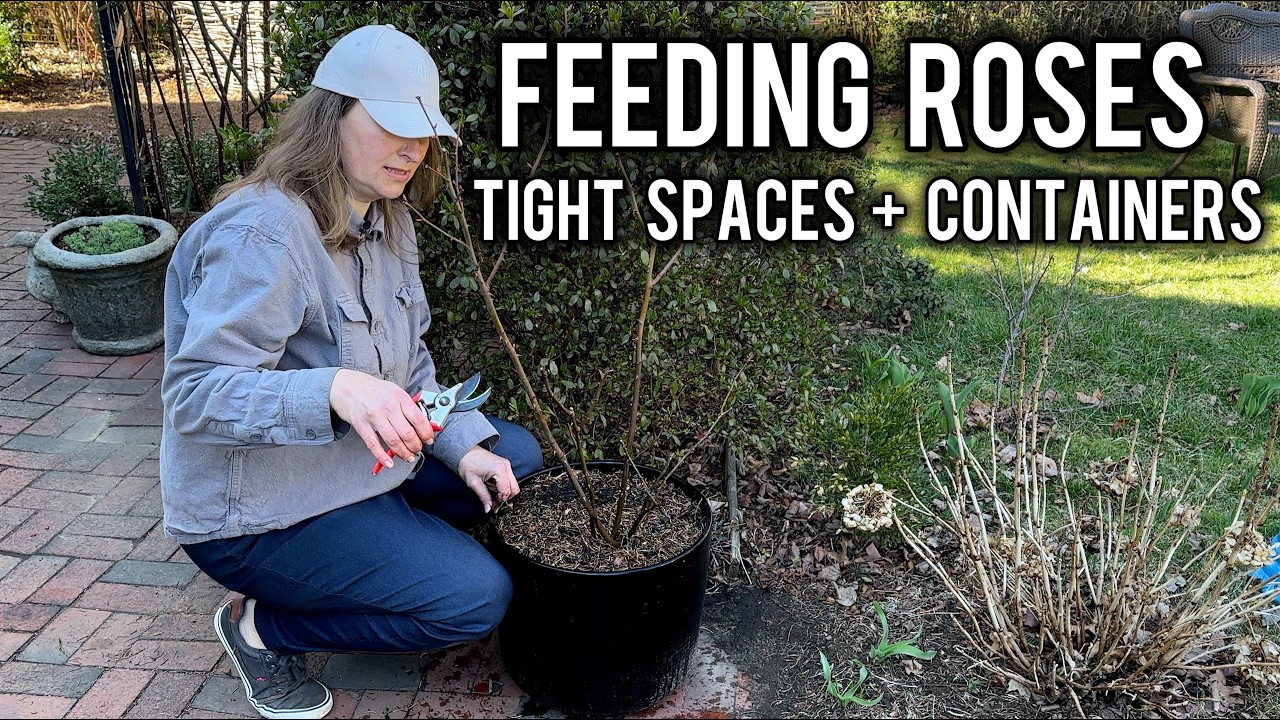 Overfeeding Roses The Right Way to Feed Roses in Pots + Tight Spaces (Most People Get ...