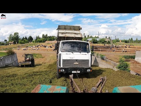 Видео: Затаскиваю грузовики на сенажную яму! Рабочие будни в колхозе!