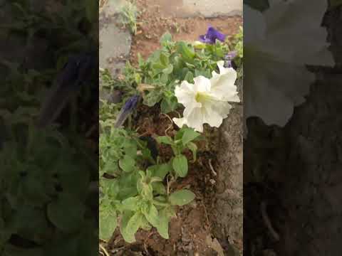صباح الورد من عمان الاردن ورد رؤى عطر