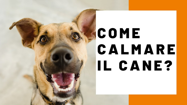 Hai un cane agitato? 5 consigli per calmarlo