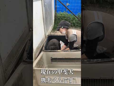 【無断訪問禁止】現在の甲斐犬「熊夫くん」