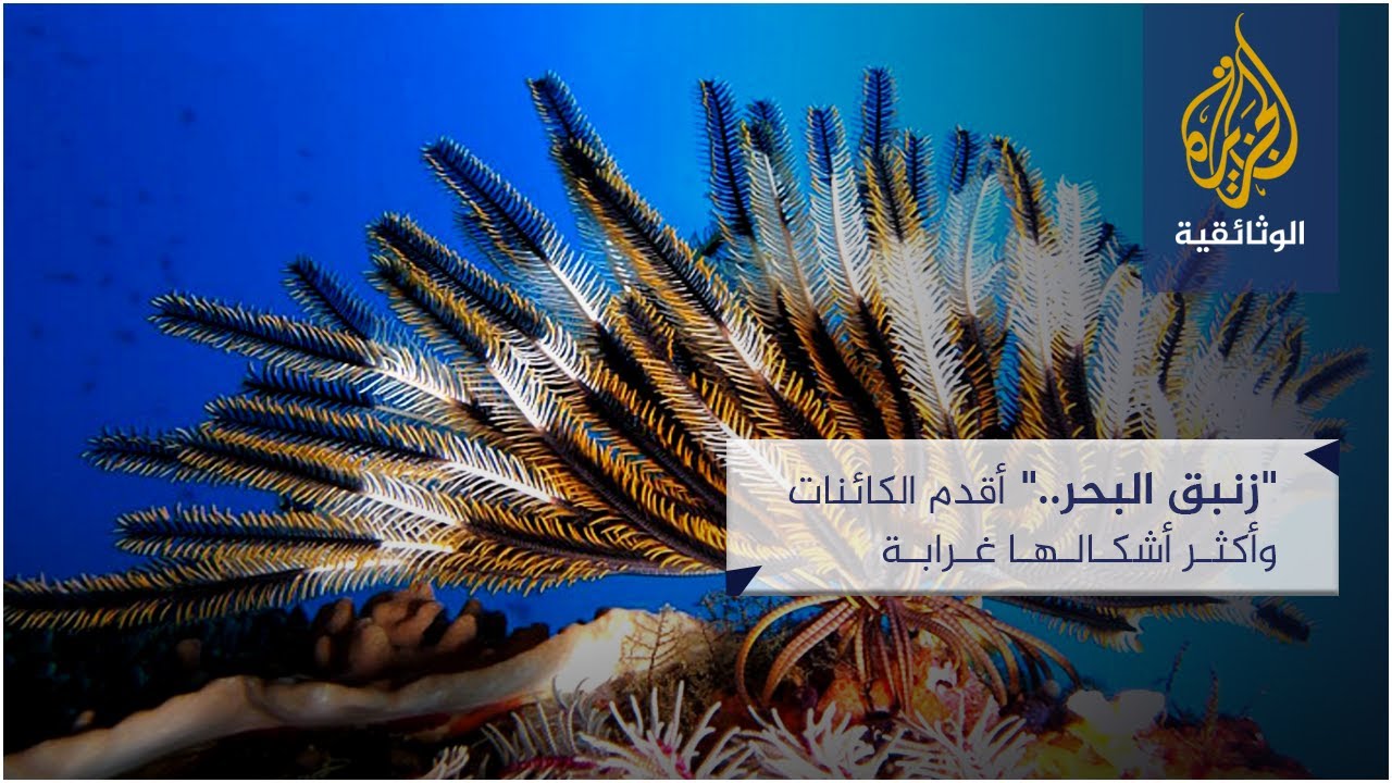 زنبق البحر.. أقدم الكائنات وأكثر أشكالها غرابة