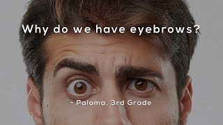 Why do we have eyebrows?