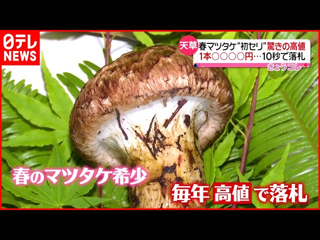 328グラム 新鮮 三重県産本日午前採りマツタケ10月28日