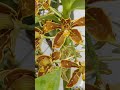 vũ nữ hàm cá sấu